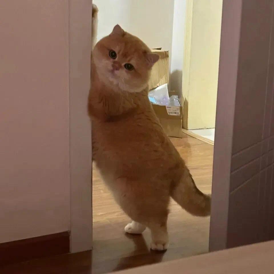 小救星小肚(瓦练习生)