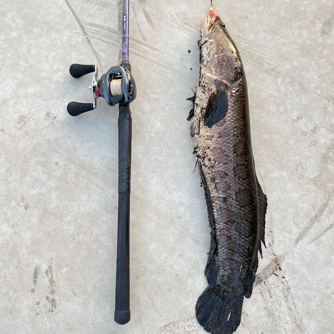 无名雷强（鱼轮保养）