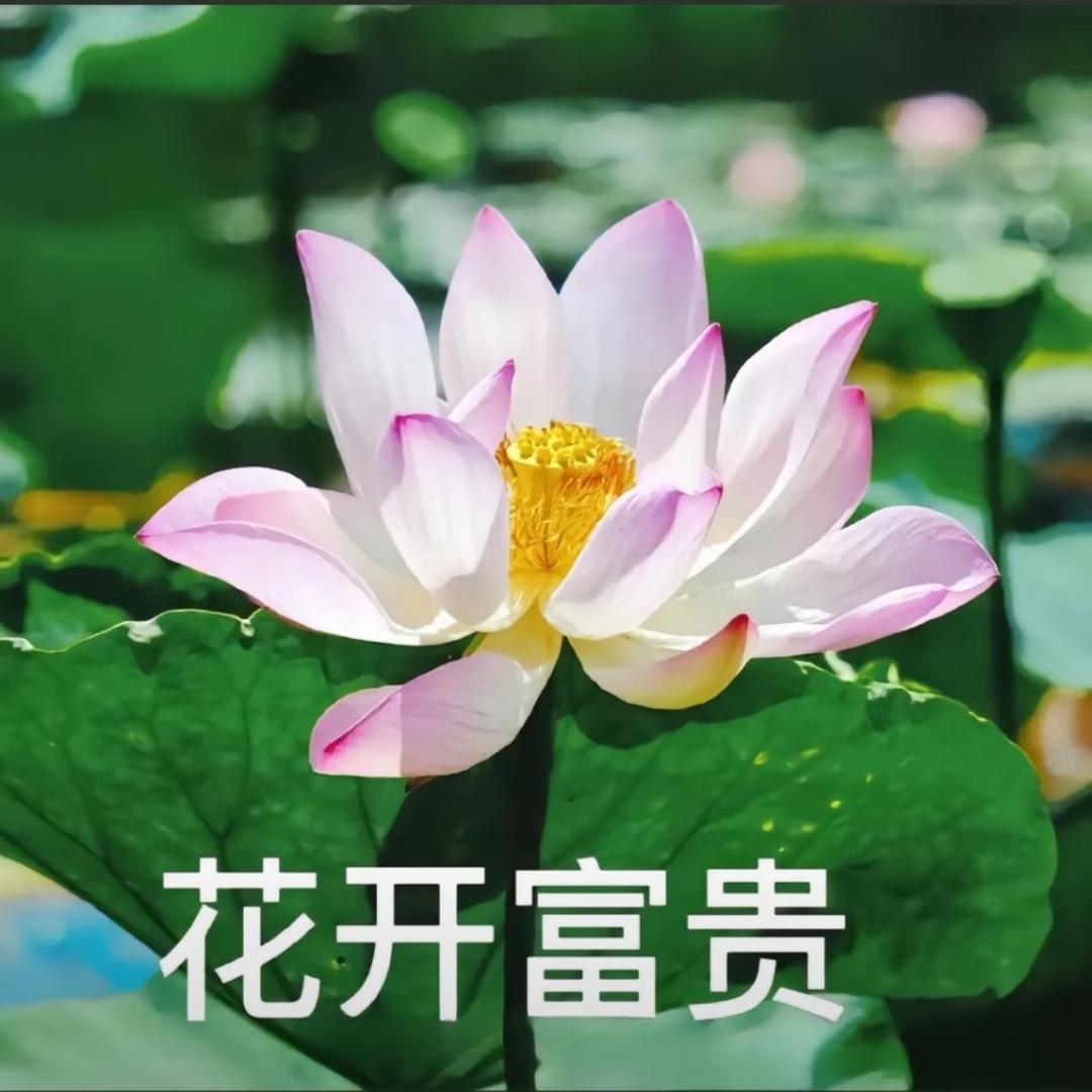 富贵花开🌹
