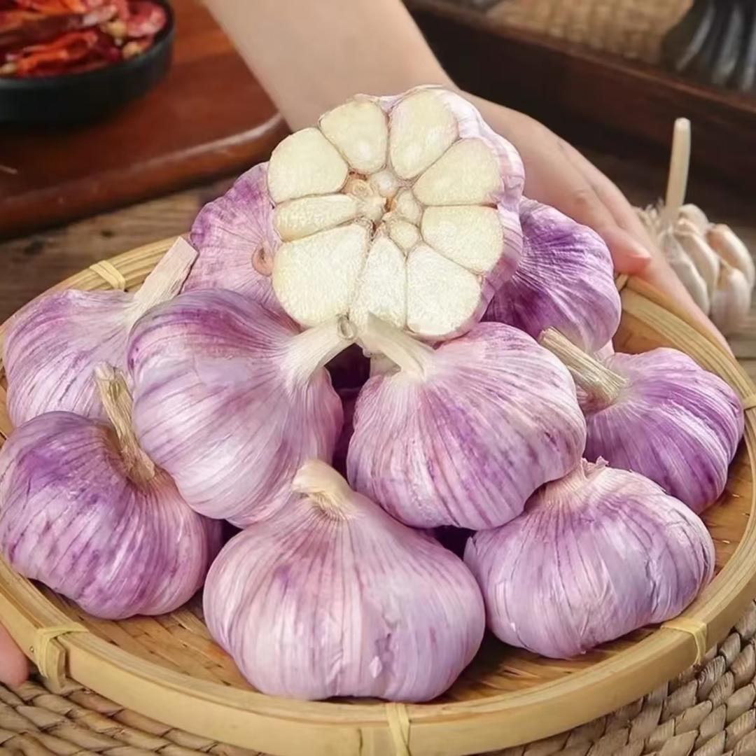 农发精品大蒜产业园