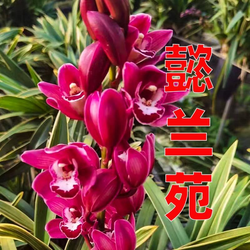 懿兰苑兰业