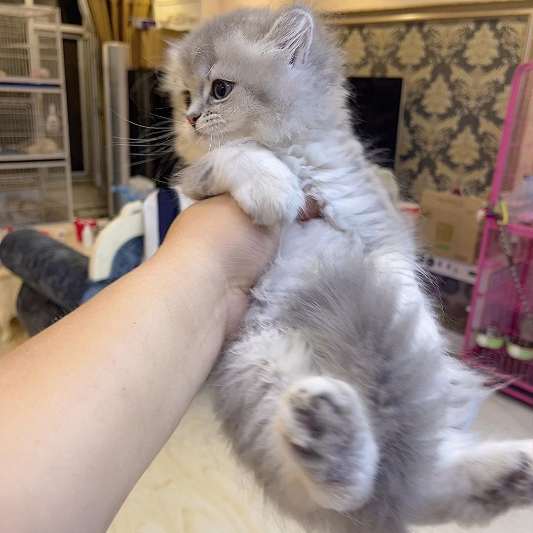 谈天说地聊猫猫