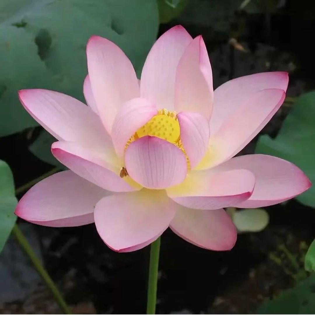 花开富贵