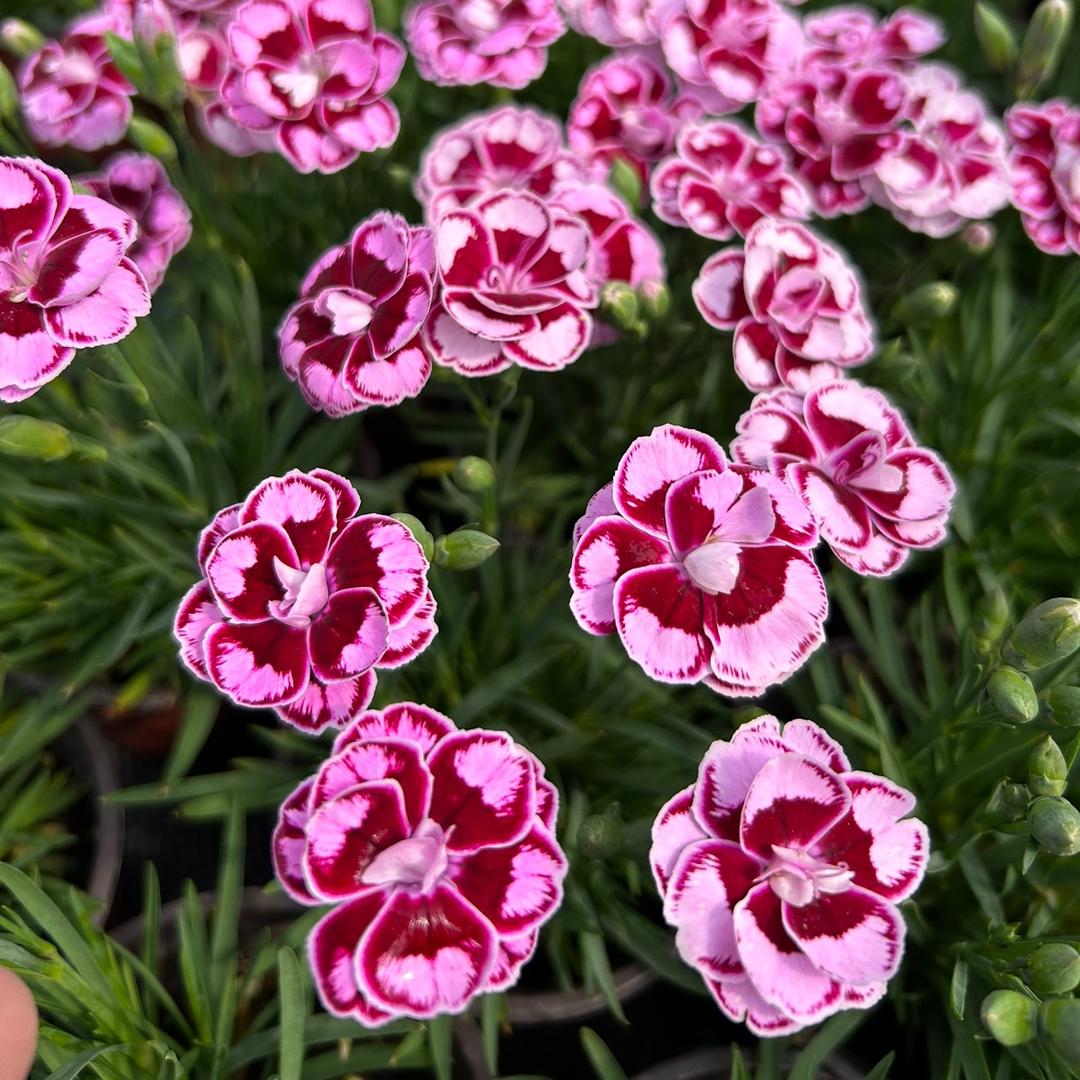 英茂园艺庭院绿化