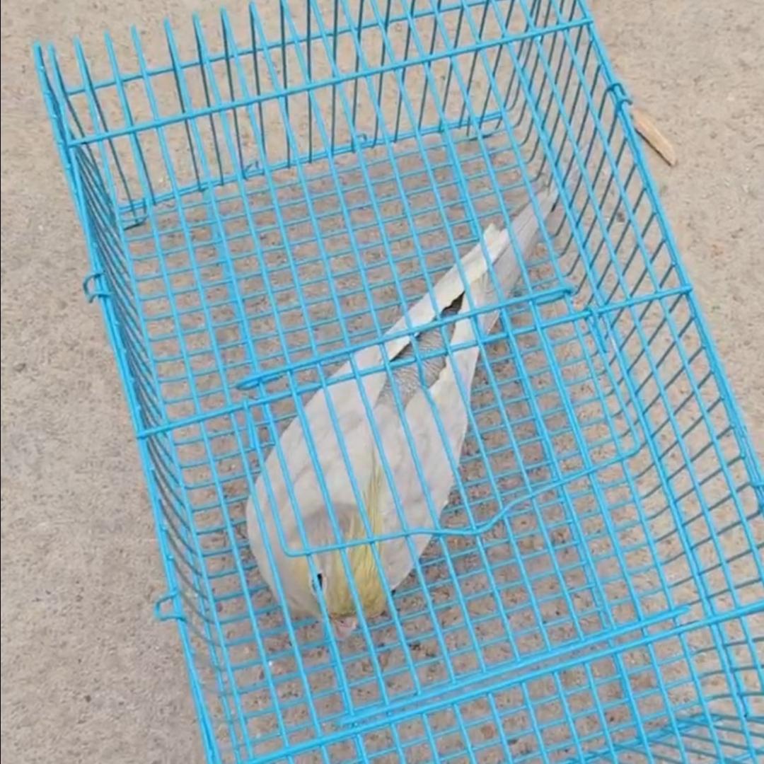 二少养鹦鹉