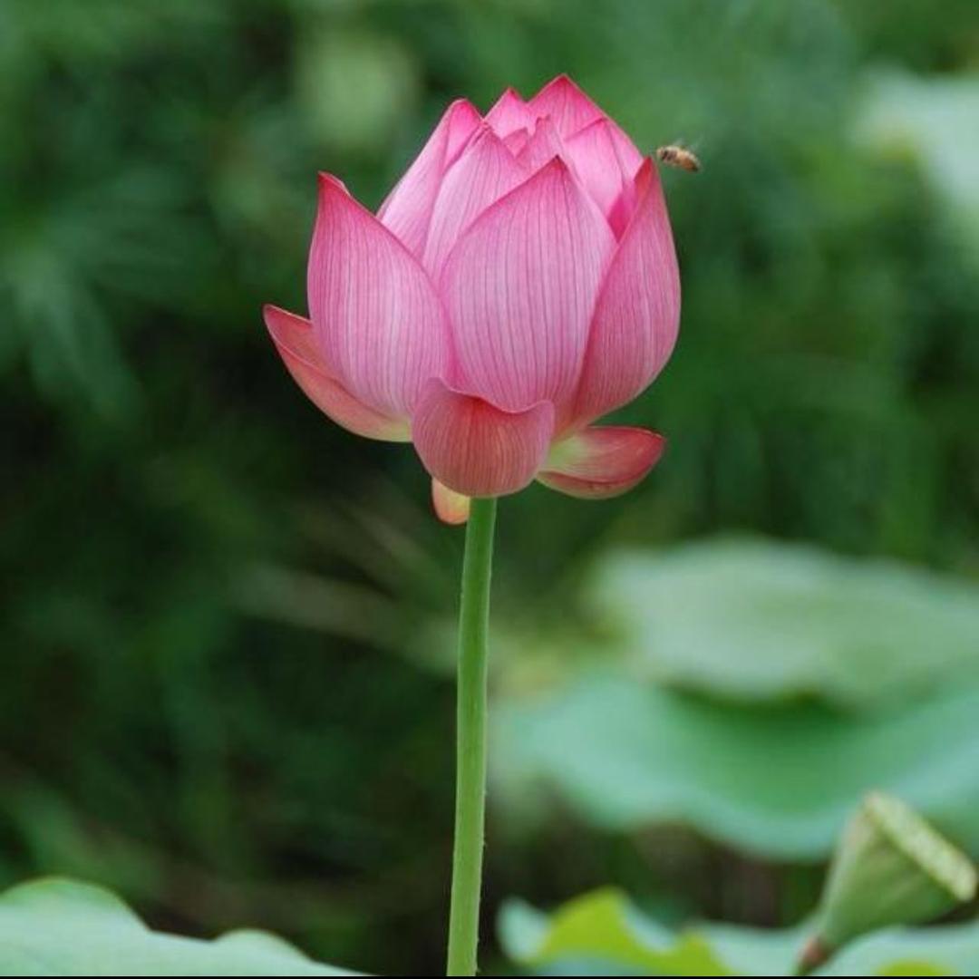 静心