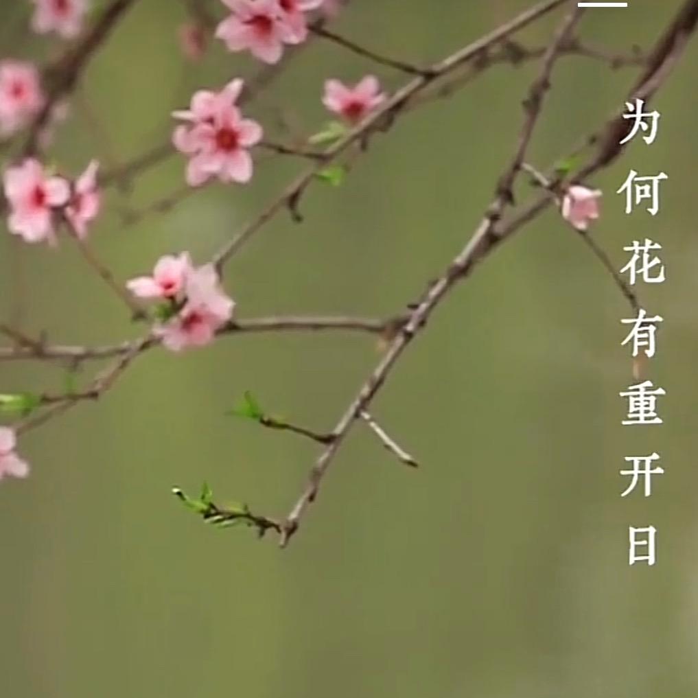 金色年华