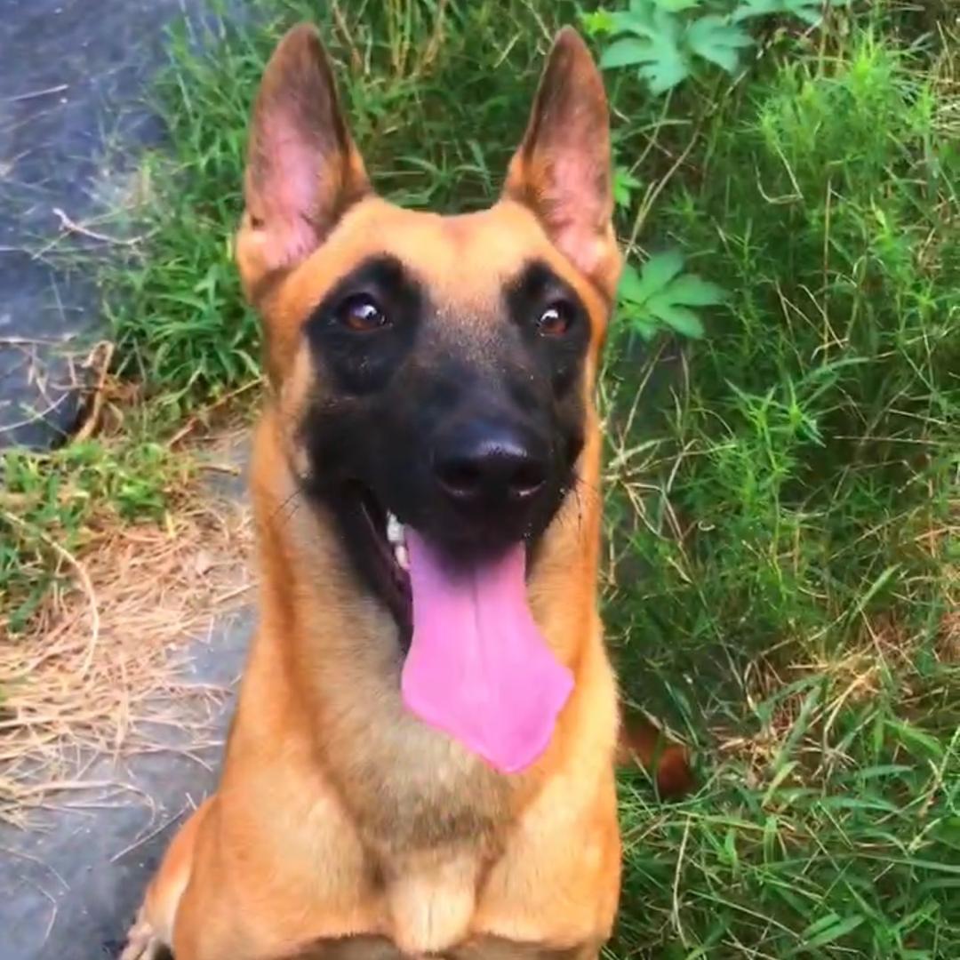 马犬繁育训练基地 理想宠物