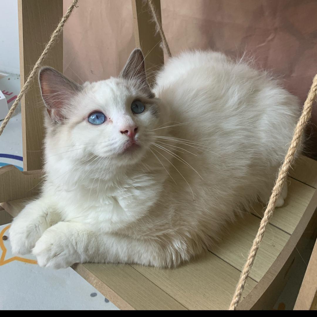 王子是只猫