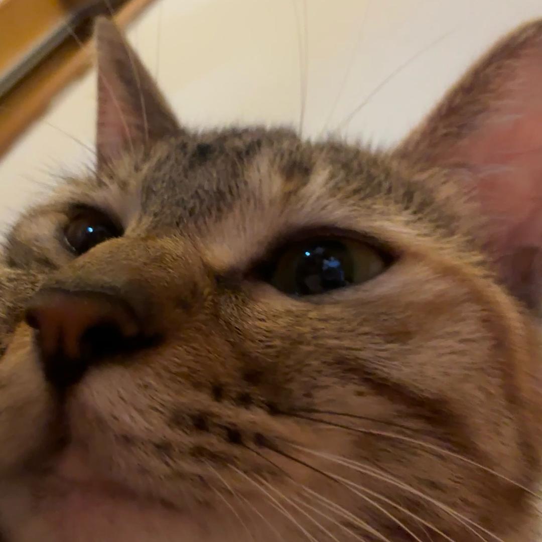 豆芽是只狸花猫