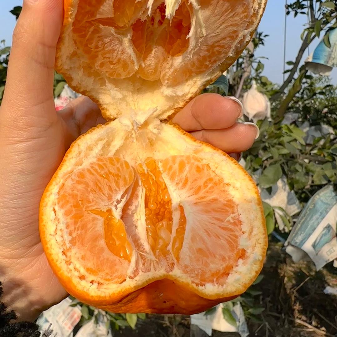 眉山春见耙耙柑