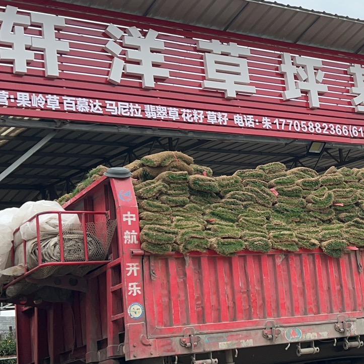 轩洋草坪