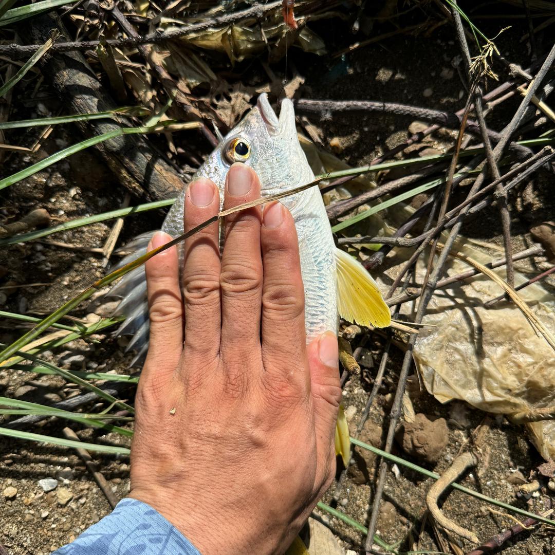 石小石🐠爱钓鱼