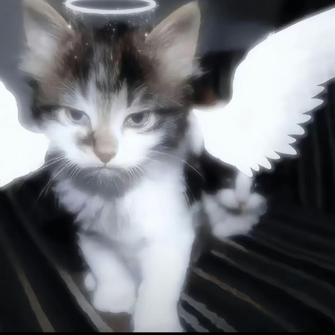 你好我是一个阴暗b请离我远点