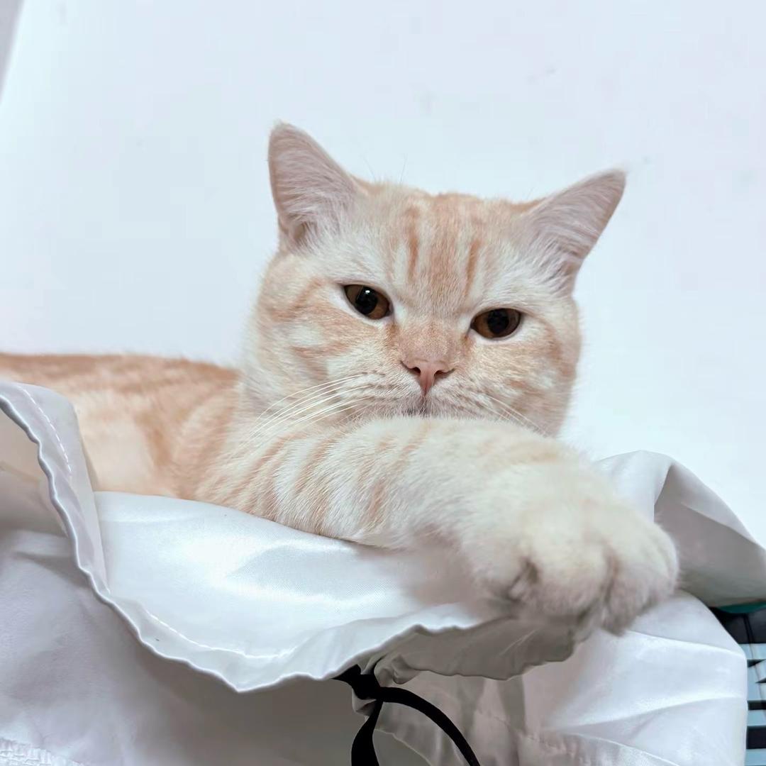 熬夜是汪汪！！