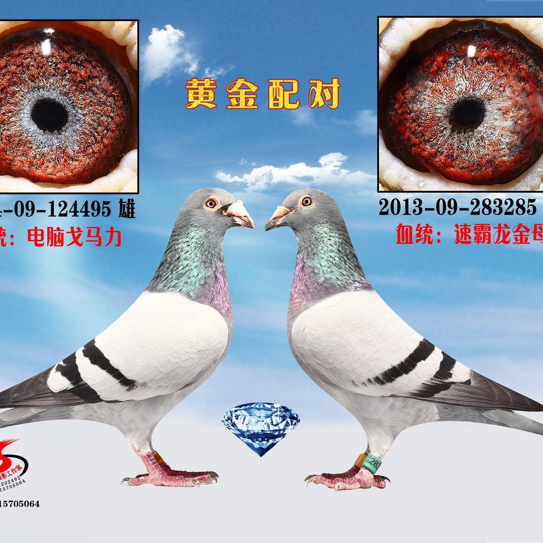 上海天宇赛鸽1