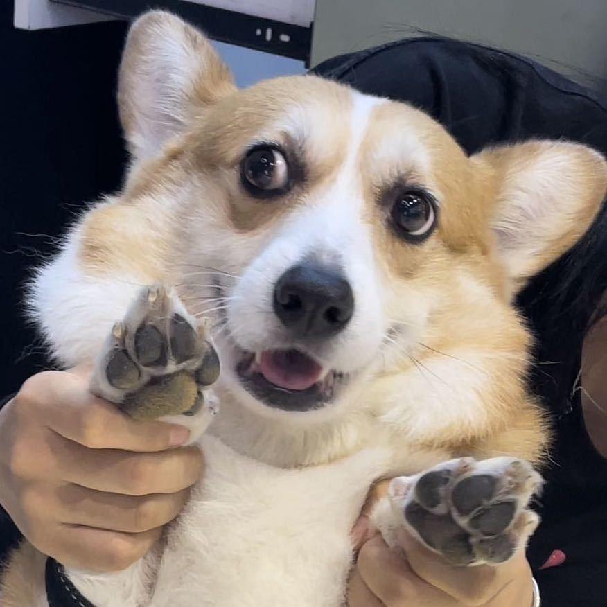卞鱼仔