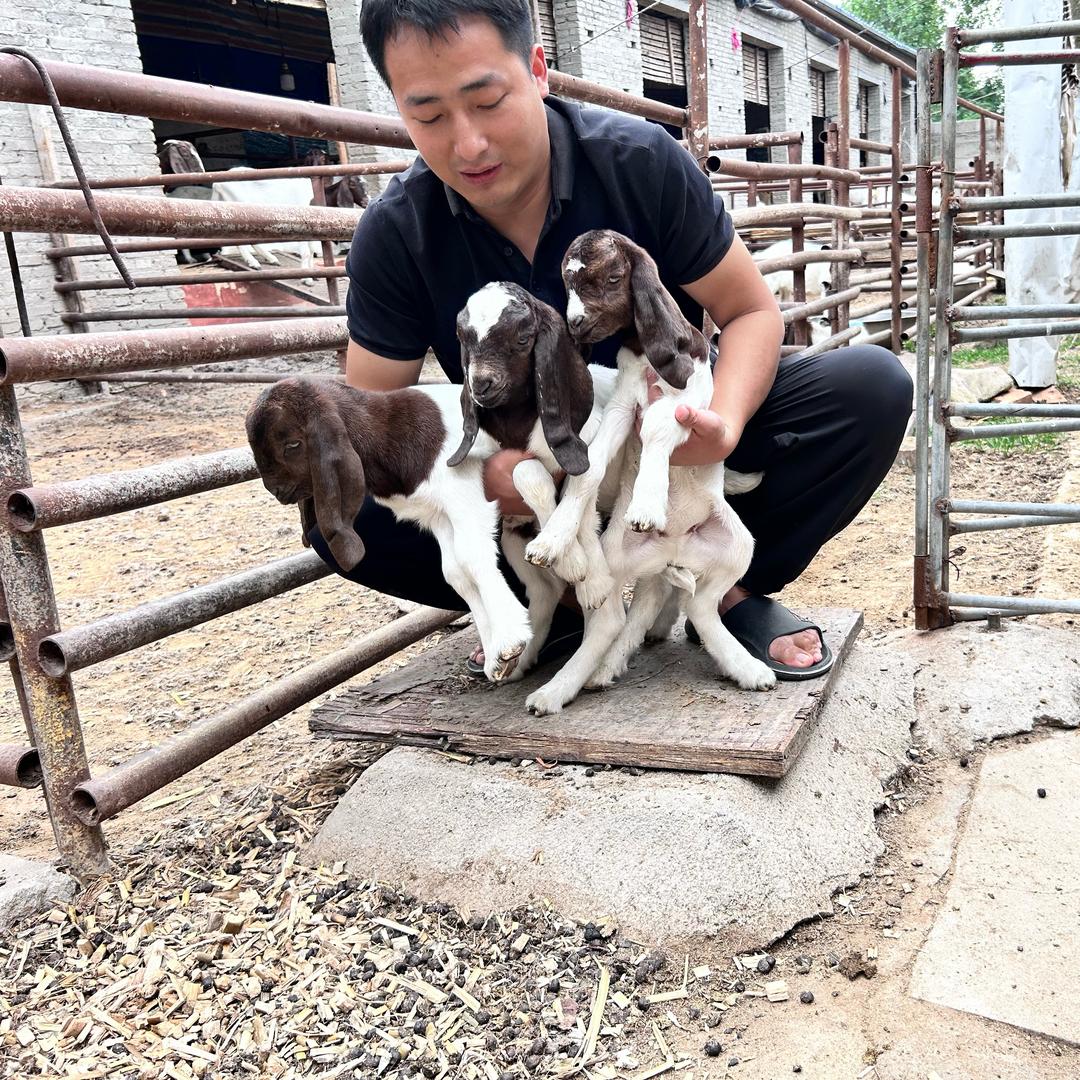 养羊的大师兄