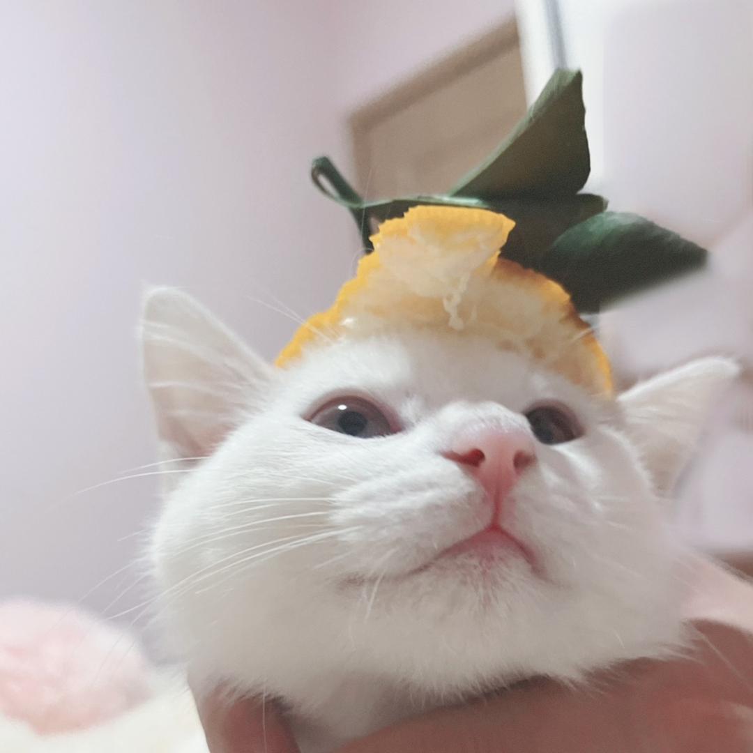 爱吃旺仔🐱