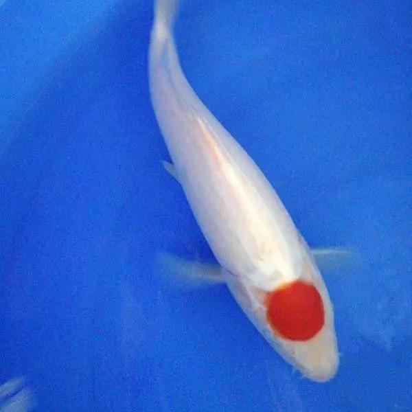 大西瓜锦鲤