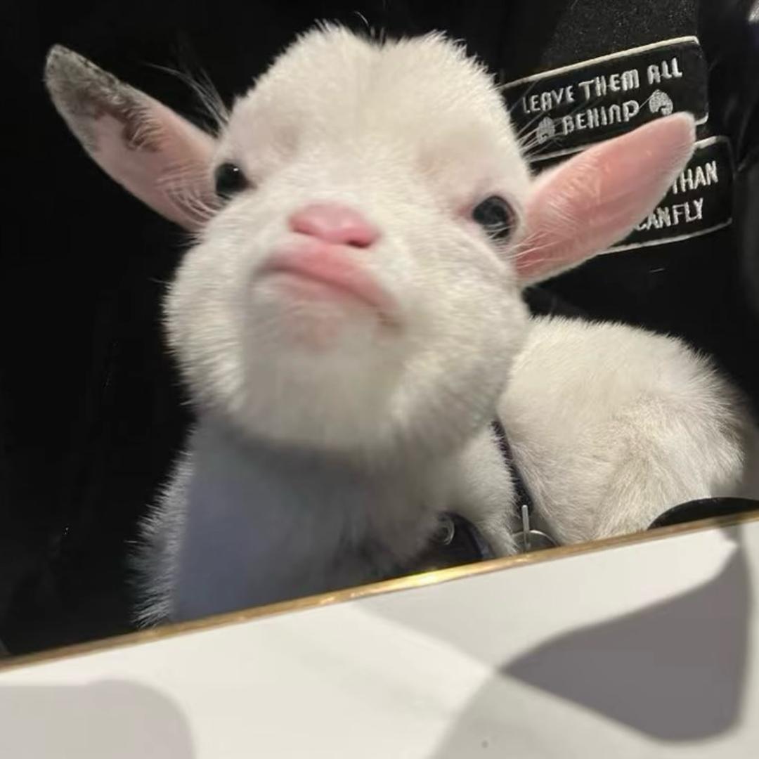 小🐏