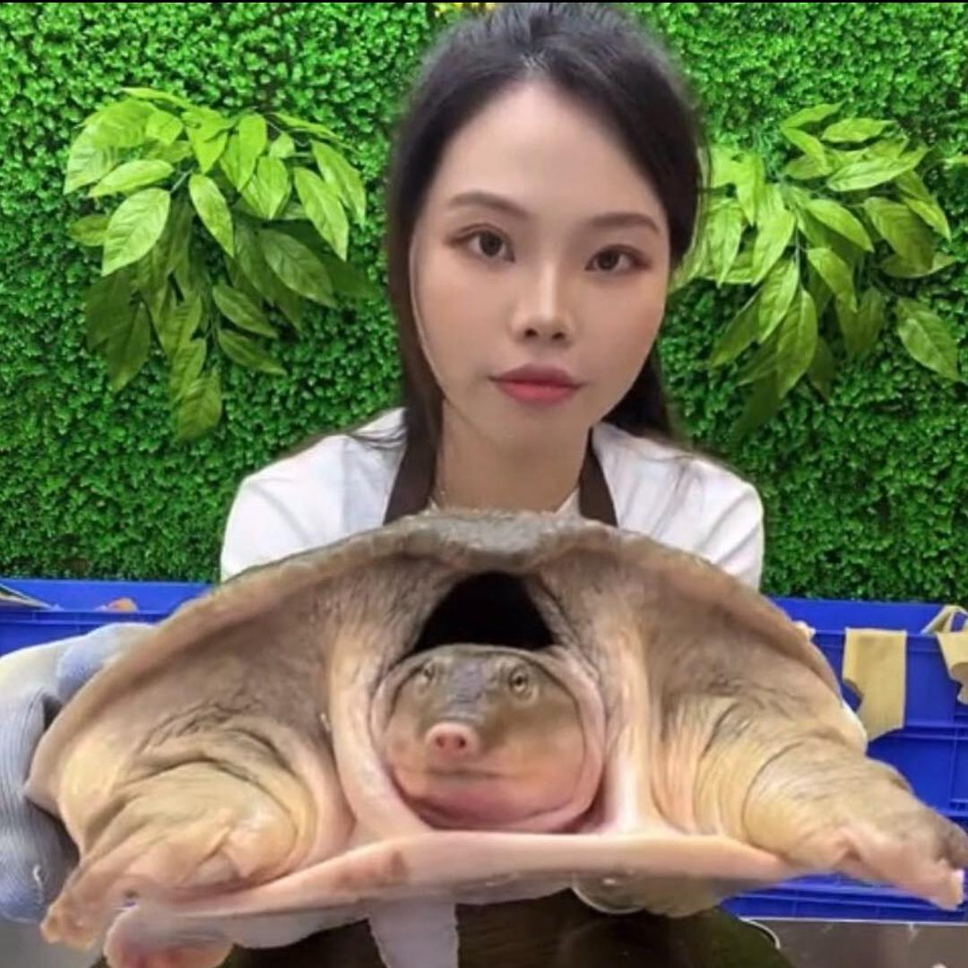 丰胜生态甲鱼