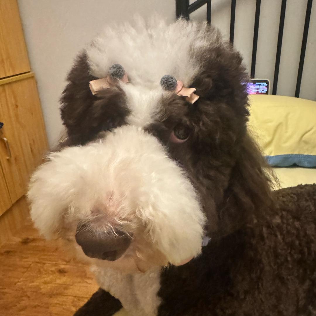 赵焱焱minooooo
