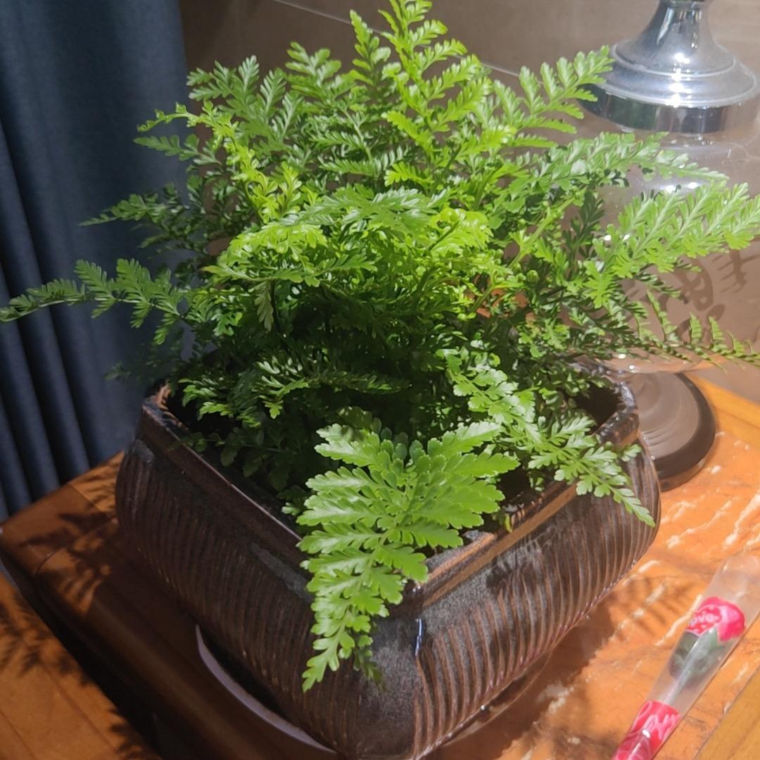 沁