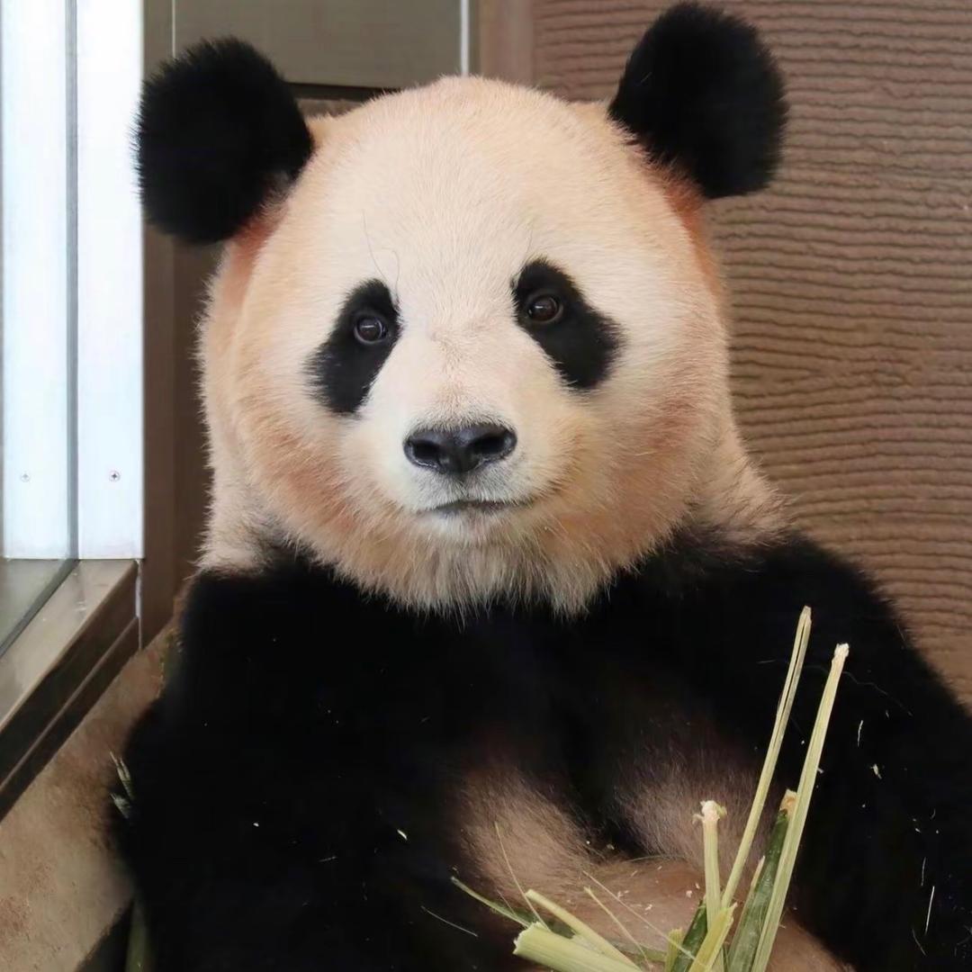 我是公主的保镖