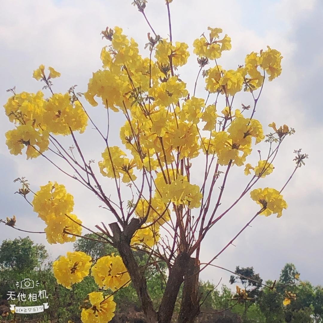 杨宝