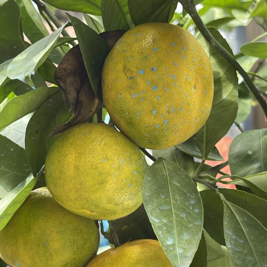 淼苒果树苗木专营店