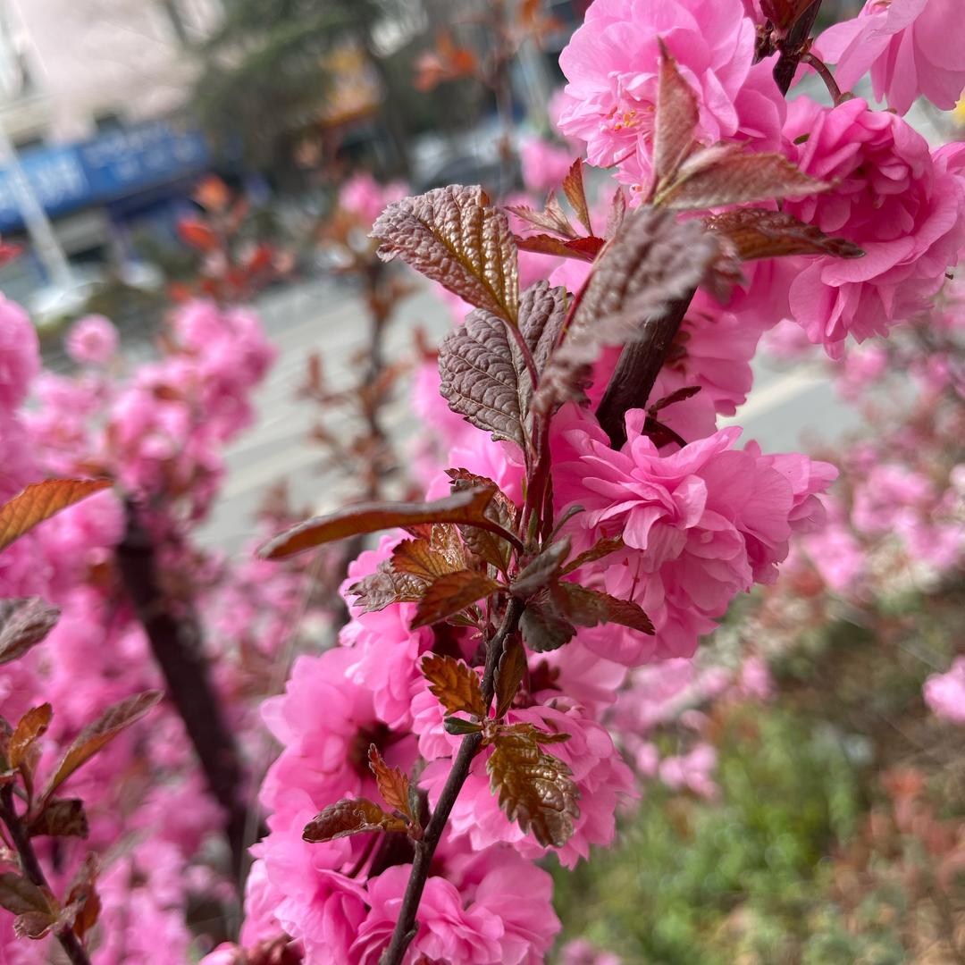 丽丽……