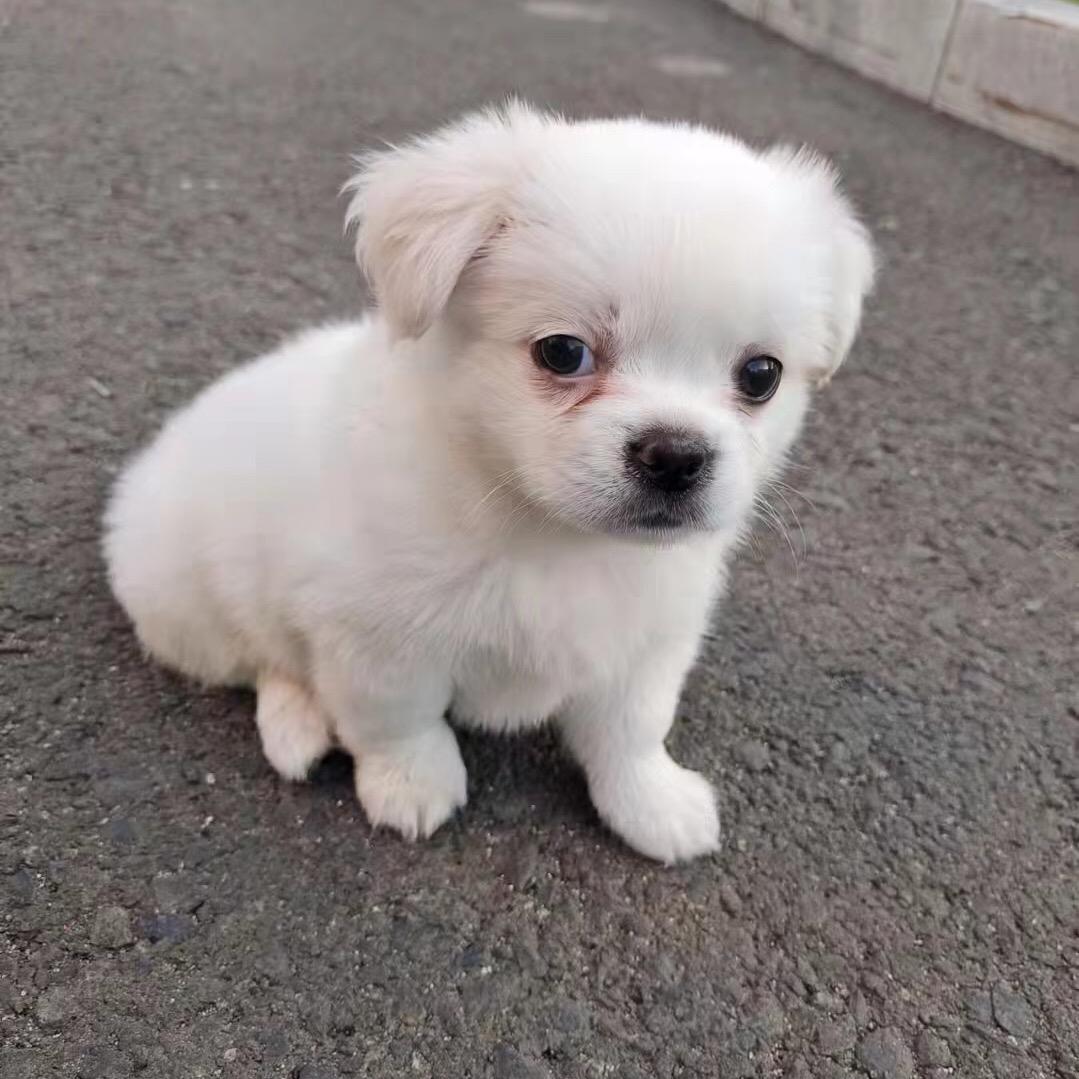 我家狗子叫点点