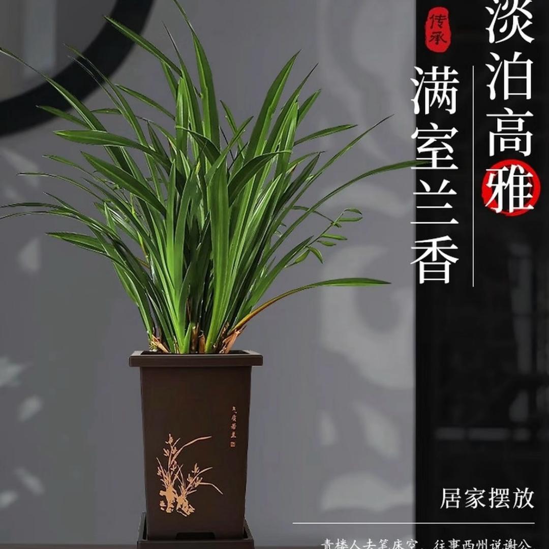 是林肉肉呀