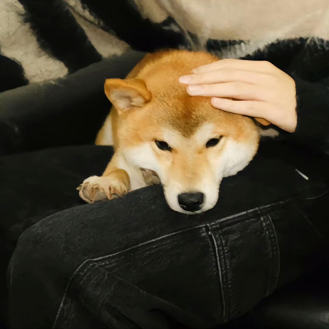 爱妻