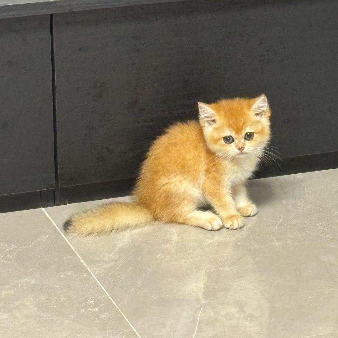 金宝是只哈基米