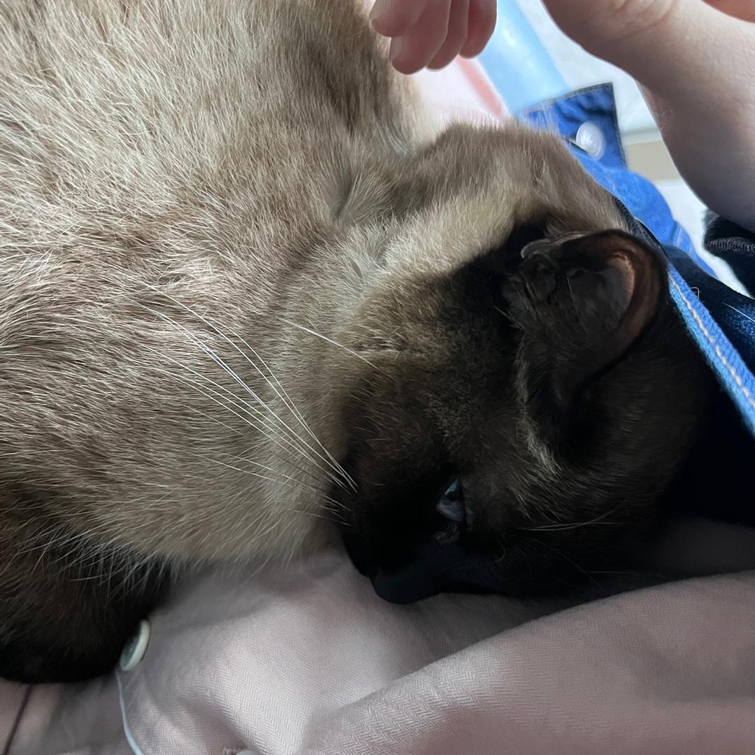 我是一个小可爱