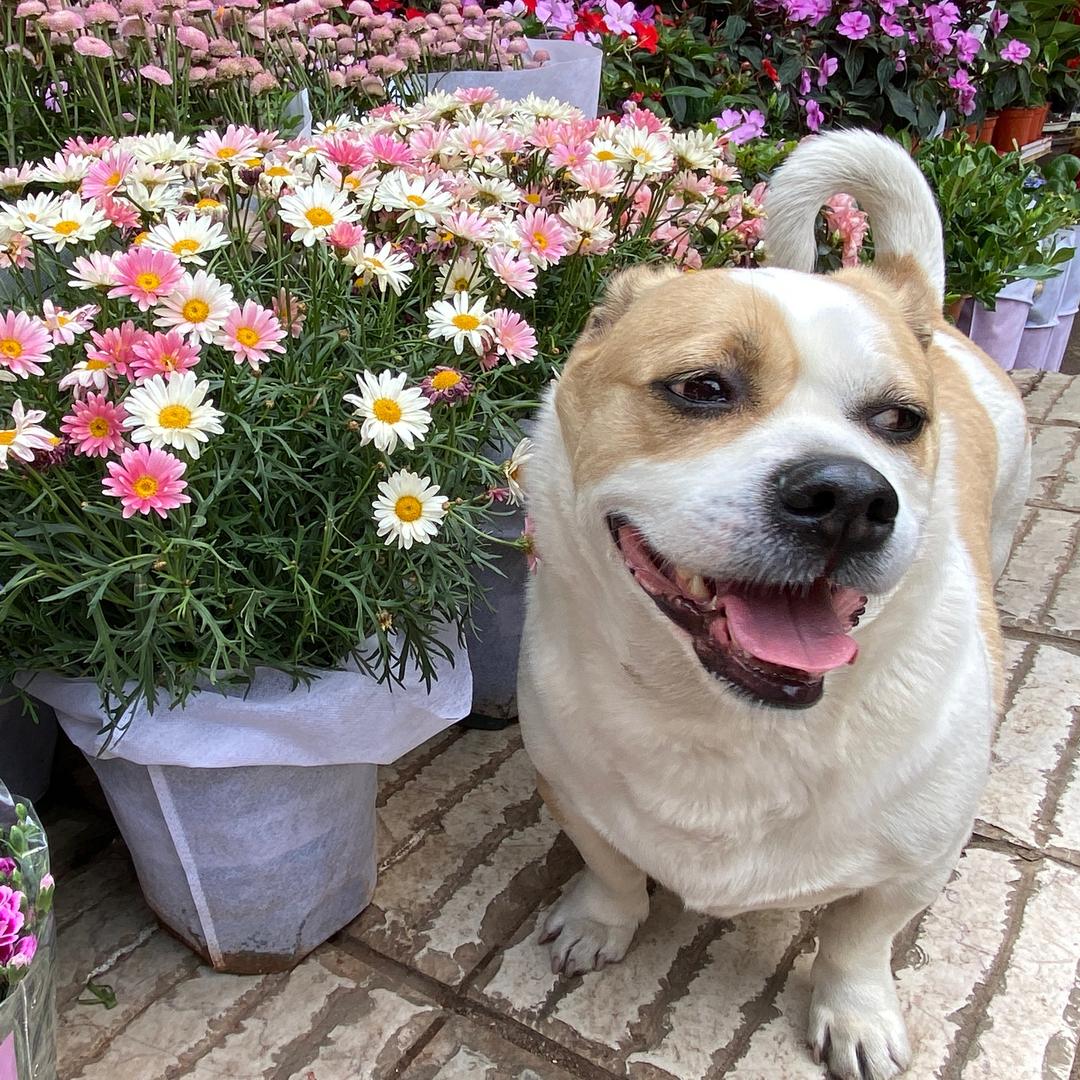 小飞耳菠萝