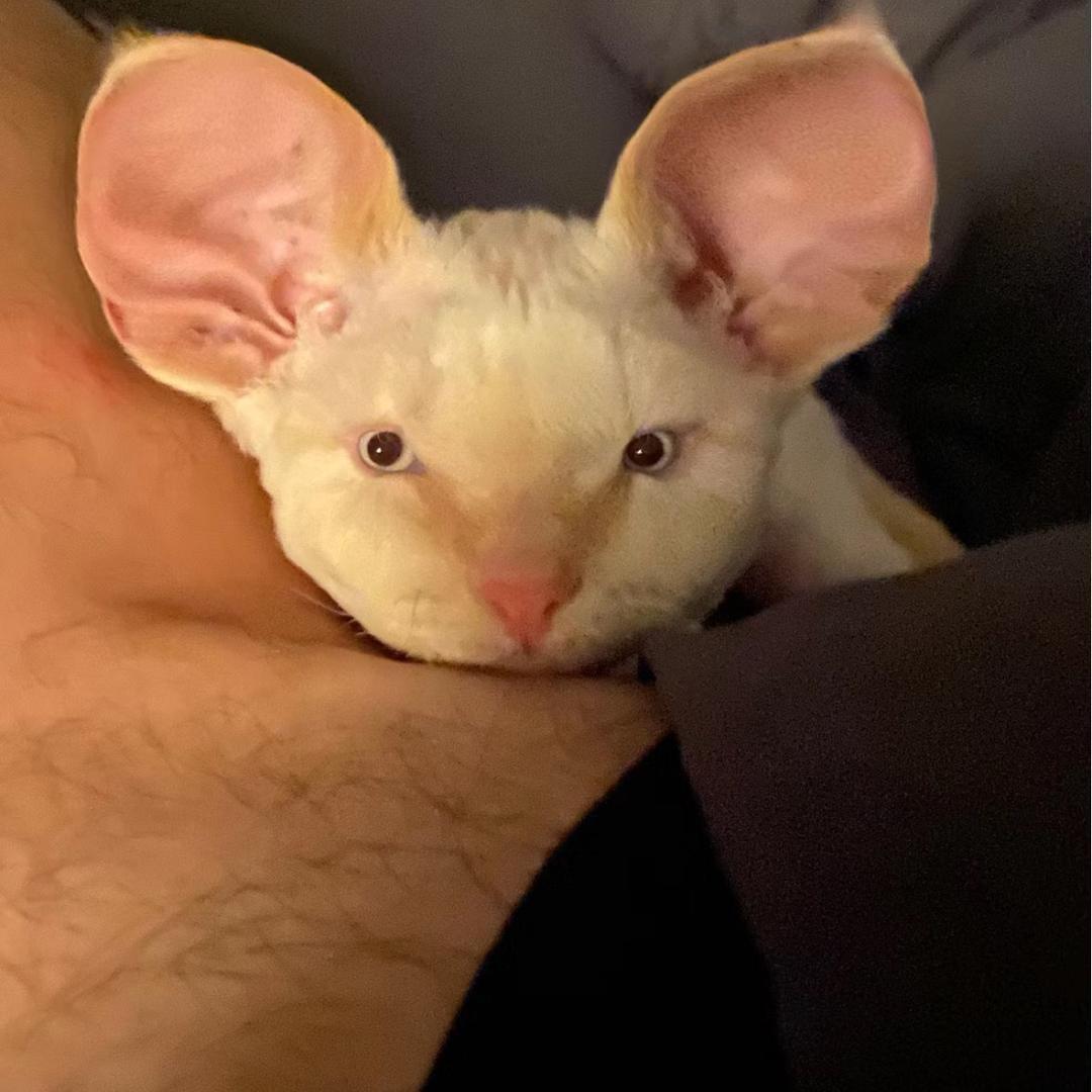 钢牙（三角洲行动）牙没了牙没啦！！