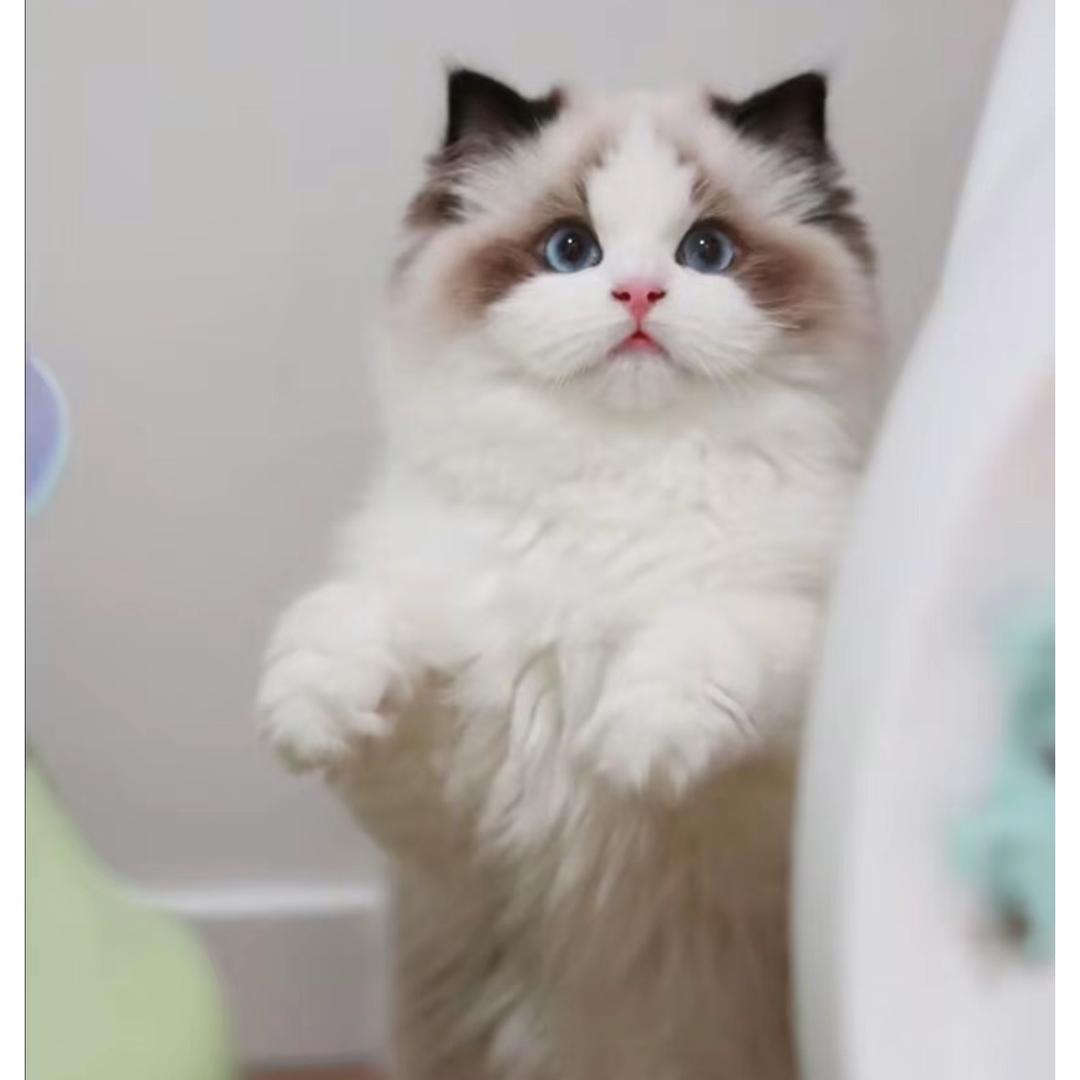 龙龙的布偶猫
