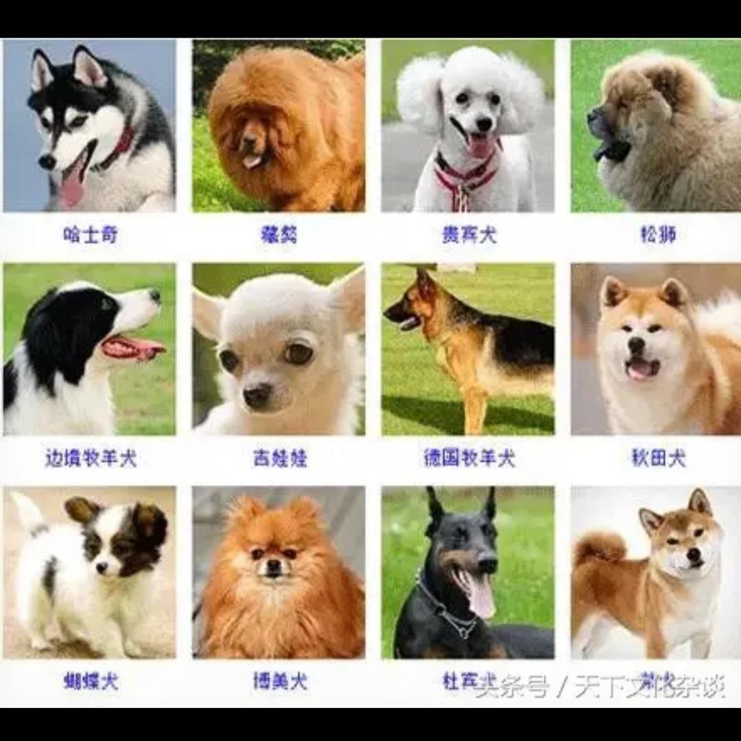 咱们选狗宝宝