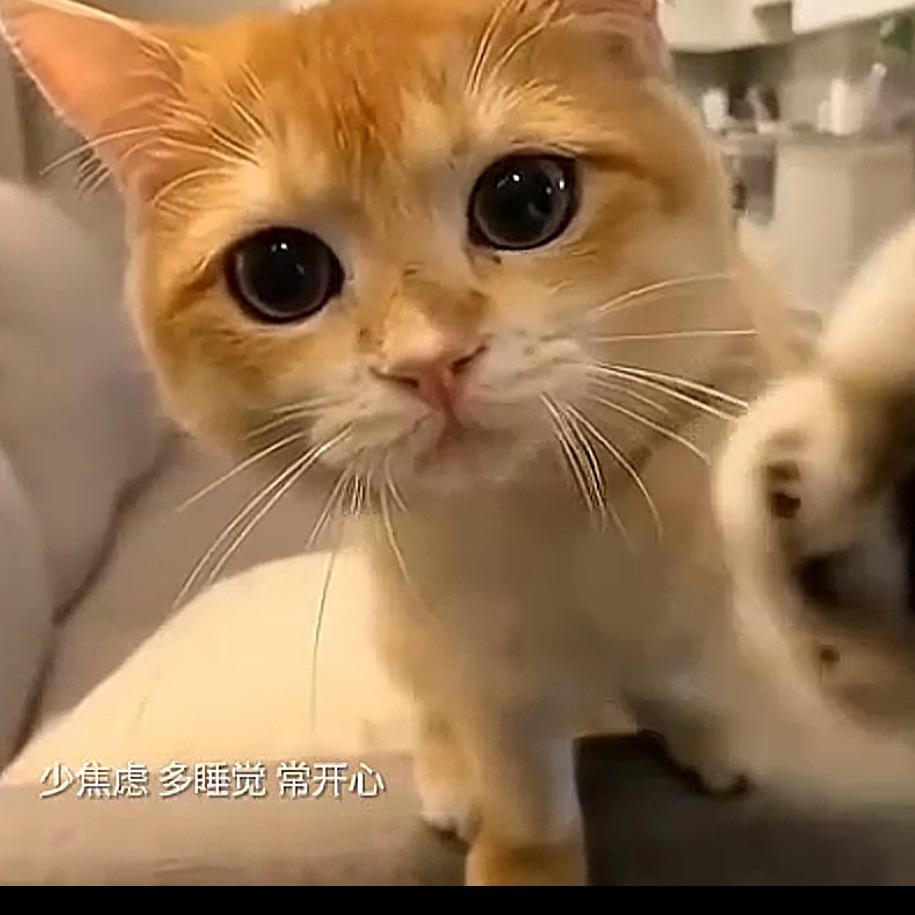 小爱