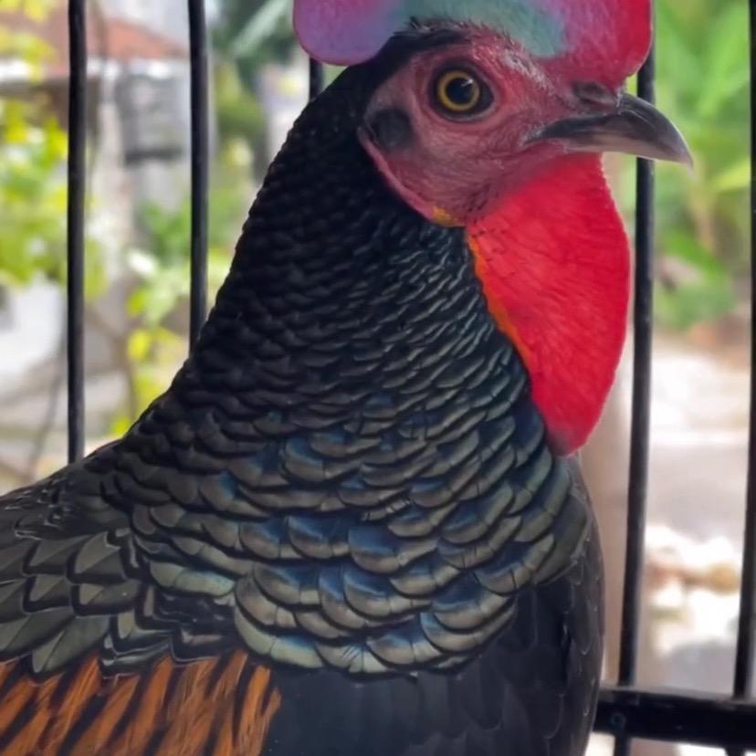 红景舒严选铺授权号祥