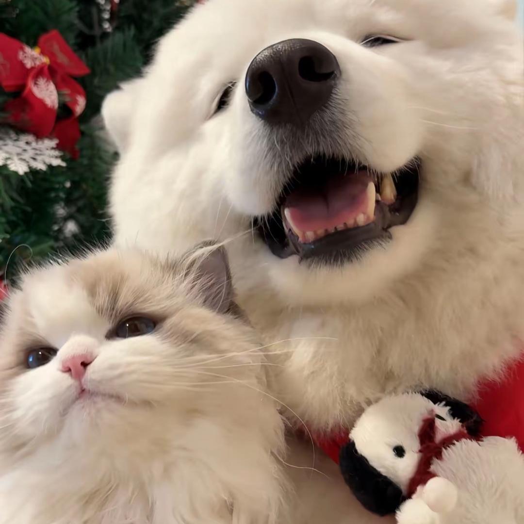 ☀️🐶🐈