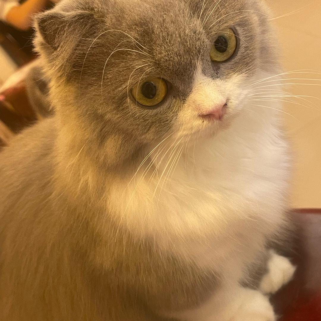 惠东萌喵喵，猫咖馆（宠物店）