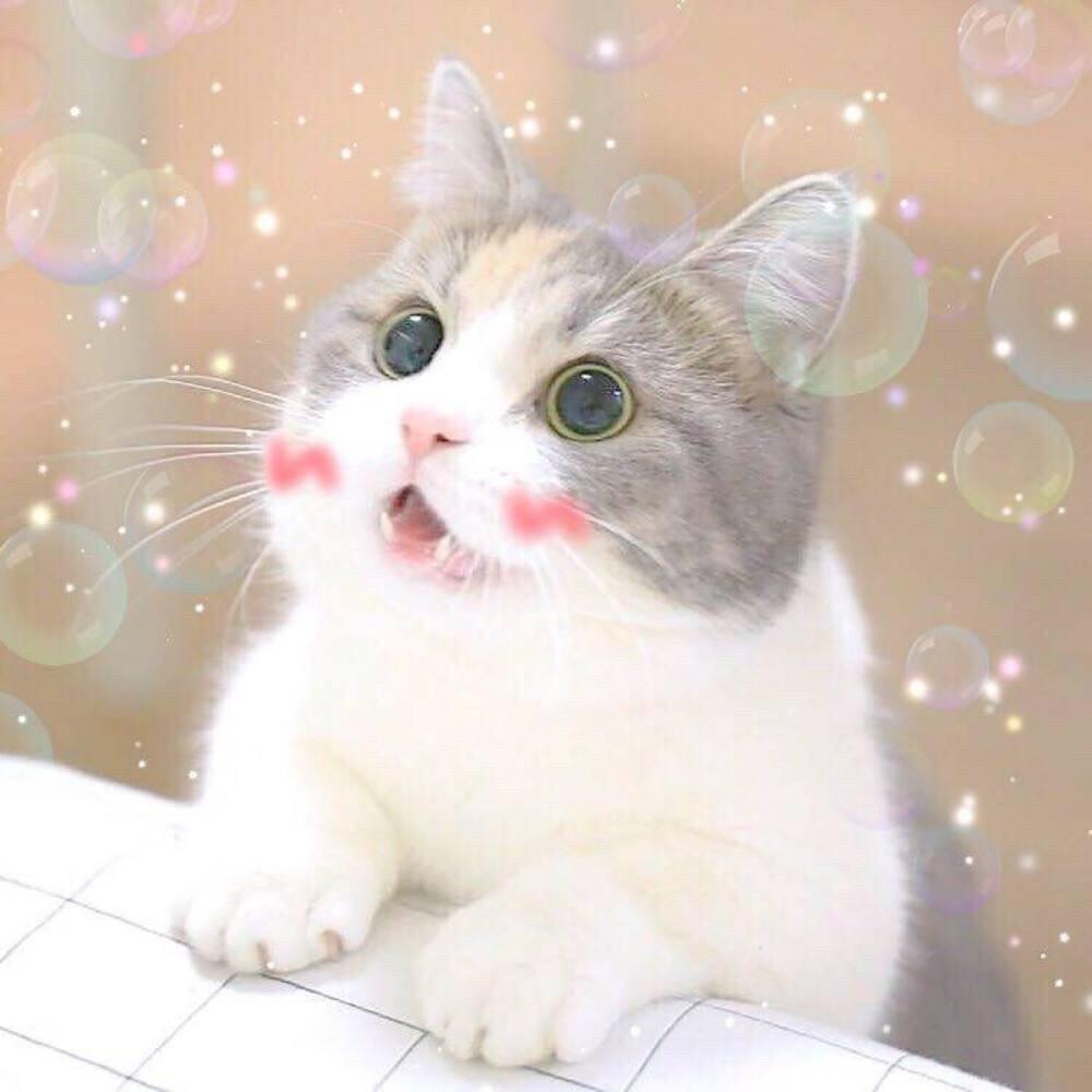 乐宠（🐱）🐾