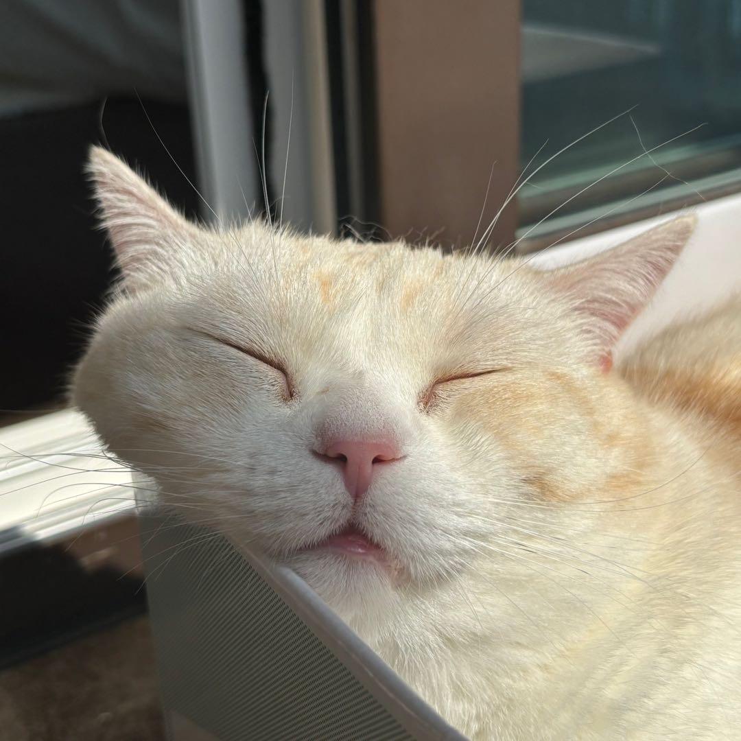 多猫家庭的小生活