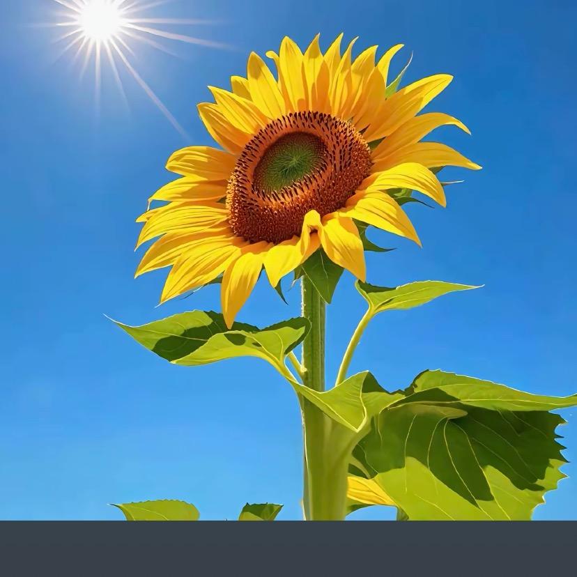 向日葵🌻