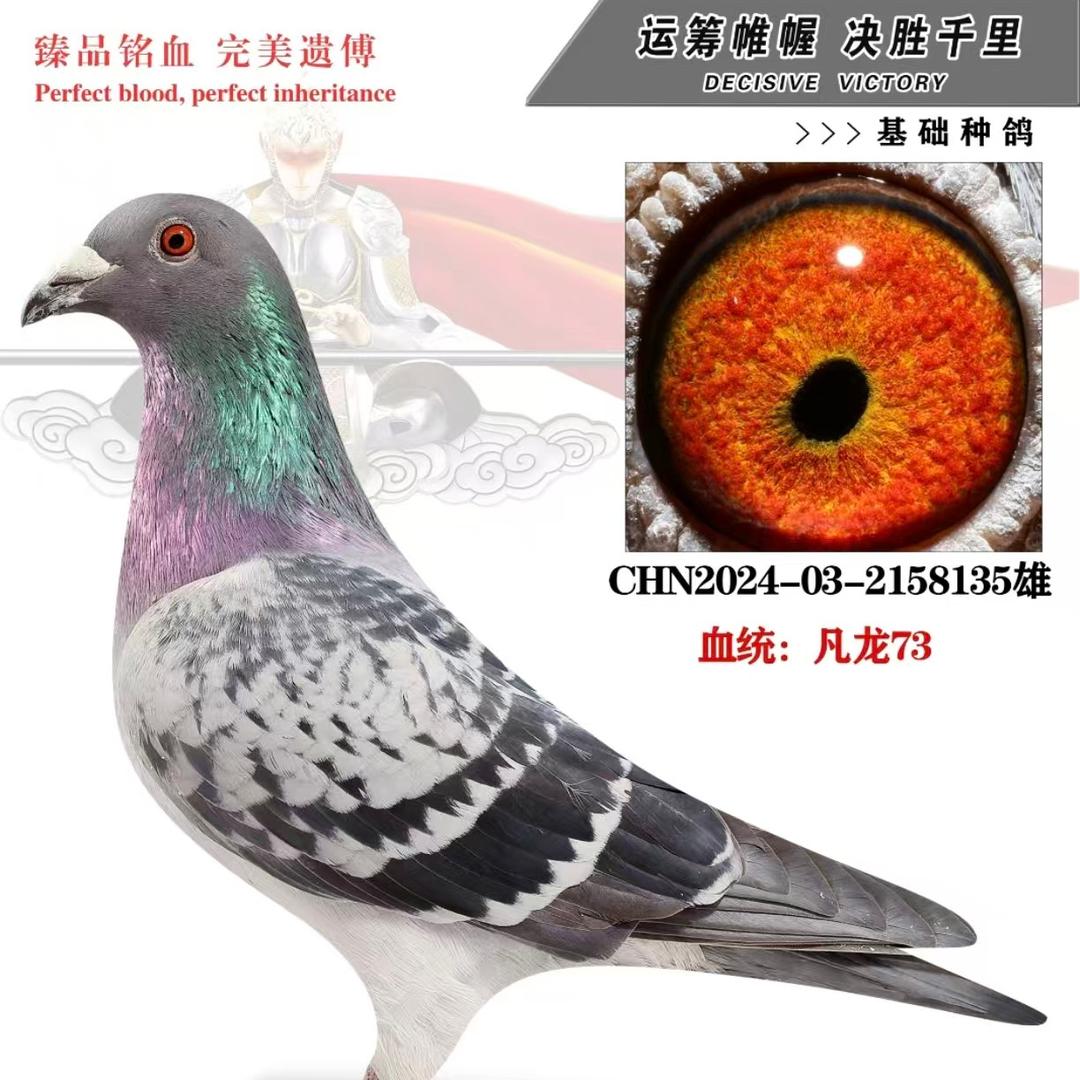 鸽之缘✨(实战鸽舍)