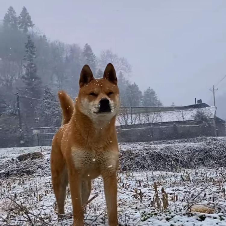 李一说养狗